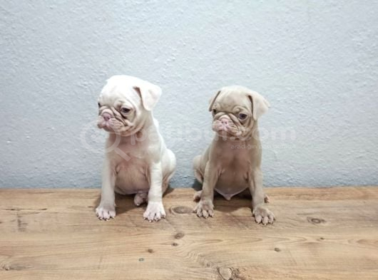 Her Renk Pug Mops Yavru Mevcut görsel