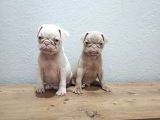 Her Renk Pug Mops Yavru Mevcut