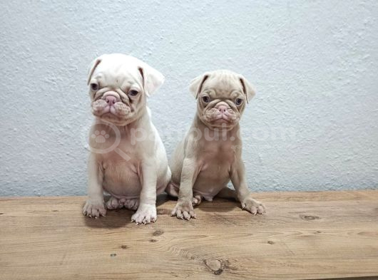 HER RENK PUG MOPS YAVRU MEVCUT