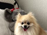 Pomerian Boo