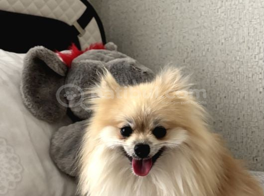 Pomerian Boo