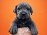 Harika Anatomisi Üst Kalite Cane Corso Yavrular