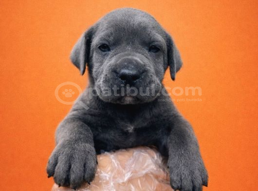 Harika Anatomisi üst Kalite Cane Corso Yavrular