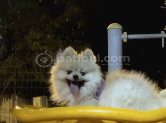Pomerian Boo görsel