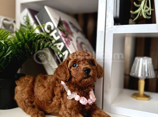 Safkan Poodle Bebekler görsel
