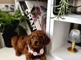 Safkan Poodle Bebekler