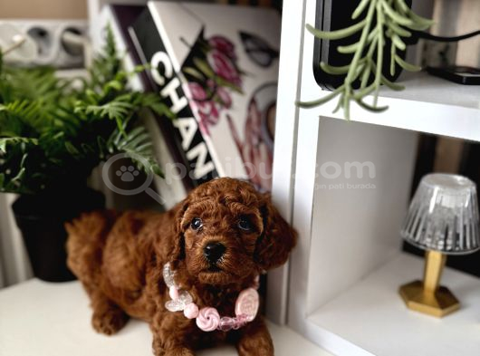 Safkan Poodle Bebekler görsel