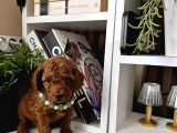 Safkan Poodle Bebekler