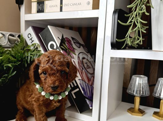 Safkan Poodle Bebekler