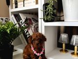 Safkan Poodle Bebekler