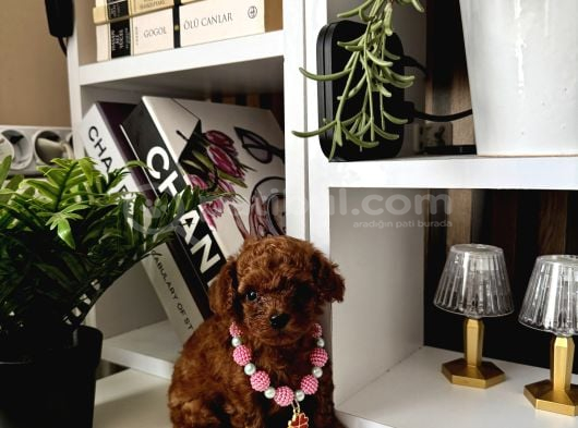 Safkan Poodle Bebekler görsel