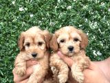 Sağlıklı Orjinal Maltipoo Bebekler