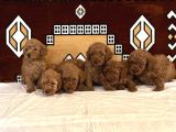 Orjinal Sağlıklı Poodle Toy Yavruları