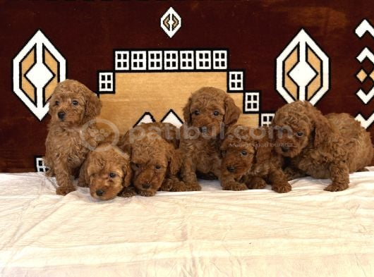 Orjinal Sağlıklı Poodle Toy Yavruları görsel