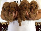 Orjinal Sağlıklı Poodle Toy Yavruları