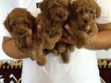 Orjinal Sağlıklı Poodle Toy Yavruları