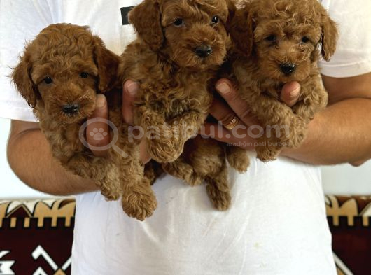 Orjinal Sağlıklı Poodle Toy Yavruları görsel