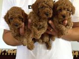 Orjinal Sağlıklı Poodle Toy Yavruları