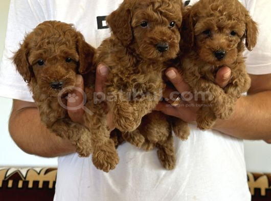Orjinal Sağlıklı Poodle Toy Yavruları