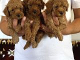 Orjinal Sağlıklı Poodle Toy Yavruları