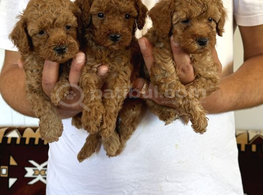 Orjinal Sağlıklı Poodle Toy Yavruları görsel