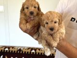 Sağlıklı Orjinal Maltipoo Bebekler
