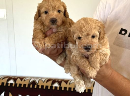 Sağlıklı Orjinal Maltipoo Bebekler görsel