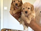 Sağlıklı Orjinal Maltipoo Bebekler