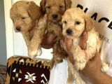 Sağlıklı Orjinal Maltipoo Bebekler