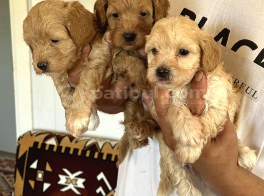 Sağlıklı Orjinal Maltipoo Bebekler görsel