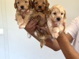 Sağlıklı Orjinal Maltipoo Bebekler