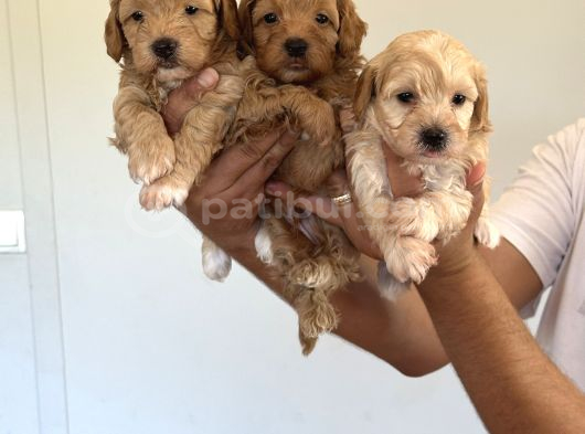 Sağlıklı Orjinal Maltipoo Bebekler
