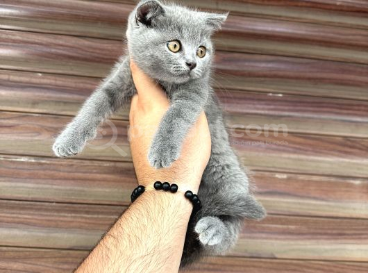 Wc Eğitimli Kedilerim görsel