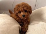 Yeni̇ Sahi̇bi̇ni̇ Bekleyen Toy Poodle Bebek