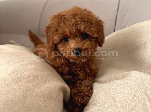 Yeni̇ Sahi̇bi̇ni̇ Bekleyen Toy Poodle Bebek