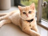 Safkan Golden Bebekler