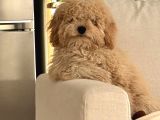 F1 Maltipoo Yavrularimiz Hazir