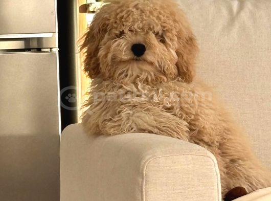 F1 Maltipoo Yavrularimiz Hazir görsel