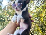 Teacup Elma Kafa Chi̇huahua Bebekler
