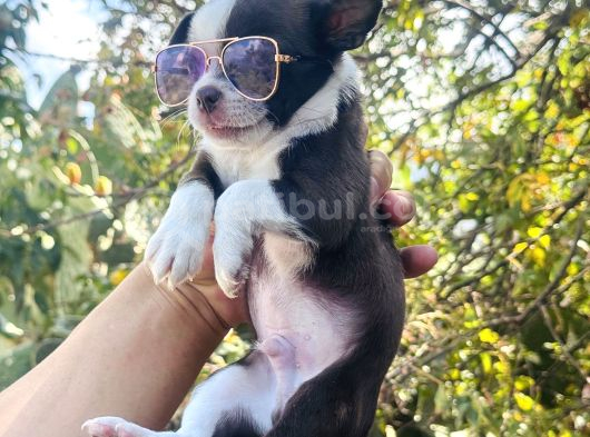 Teacup Elma Kafa Chi̇huahua Bebekler görsel