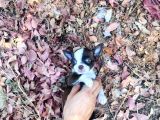 Teacup Elma Kafa Chi̇huahua Bebekler
