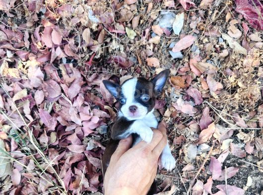 Teacup Elma Kafa Chi̇huahua Bebekler görsel