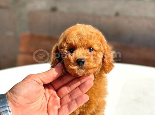 Toy Poodle Yavrularımız  Irk  Sağlık Garantili  Sözleşmel