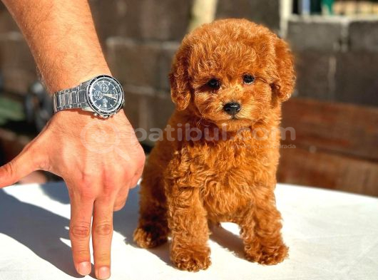 Toy Poodle Yavrularımız  Irk  Sağlık Garantili  Sözleşmel görsel