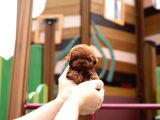Toy Poodle Sahiplendirme  Sağlık Garantili  724 Destek