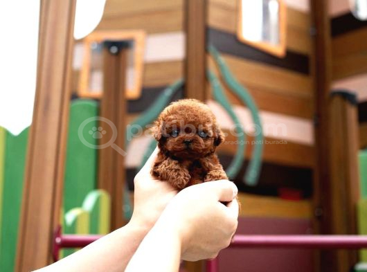 Toy Poodle Sahiplendirme  Sağlık Garantili  724 Destek görsel