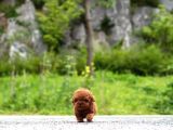 Toy Poodle Sahiplendirme  Sağlık Garantili  724 Destek