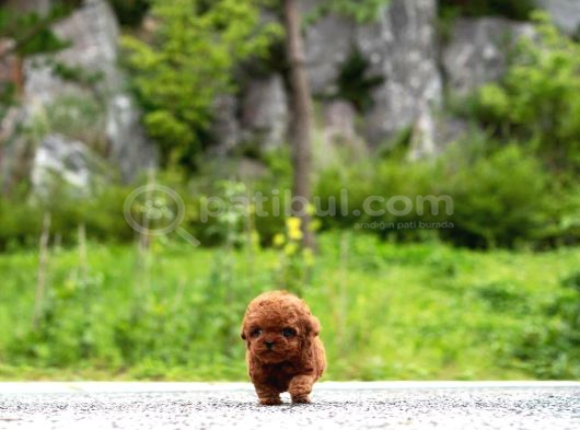 Toy Poodle Sahiplendirme  Sağlık Garantili  724 Destek