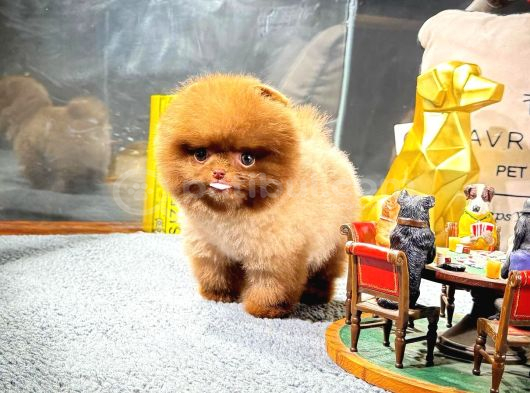Irk  Sağlık Garantili Pomeranian  Yavrular  Sözleşmeli Tesli görsel