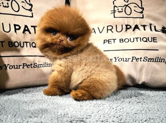 Irk  Sağlık Garantili Pomeranian  Yavrular  Sözleşmeli Tesli